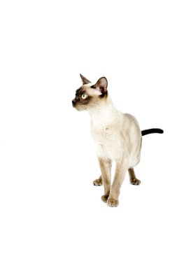 Birmanya Kedisi.