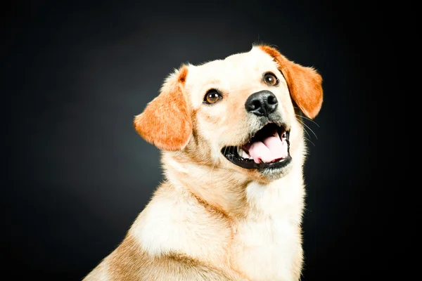 金髪のラブラドール犬 — ストック写真