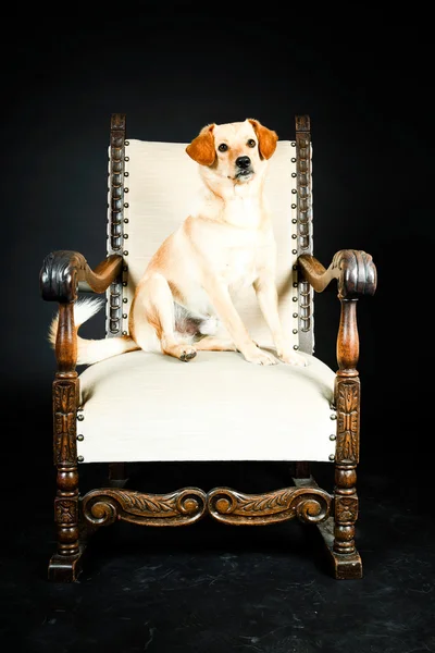 Blonde labrador chien — Photo
