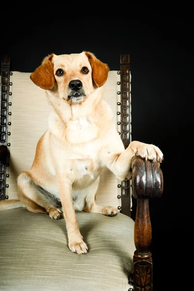 Sarı labrador köpek — Stok fotoğraf