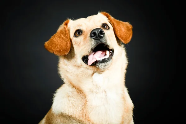 金髪のラブラドール犬 — ストック写真
