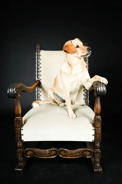 Cão labrador loiro — Fotografia de Stock