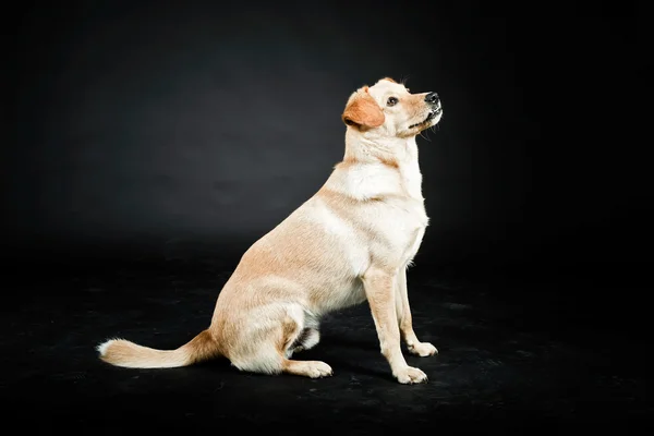Blonde labrador dog — Stock Photo, Image