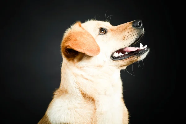 Blond labrador hund — Stockfoto