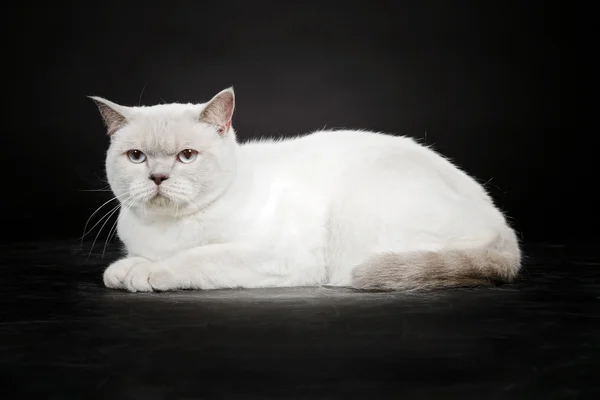 イギリスのショートヘア猫 — ストック写真