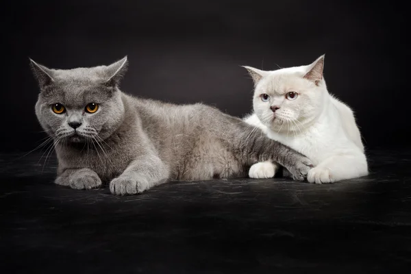 Две британские короткошерстные кошки — стоковое фото