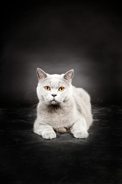 İngiliz kısa hava kedisi — Stok fotoğraf