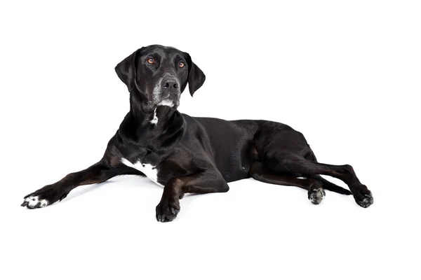 stock image Black labrador retriever