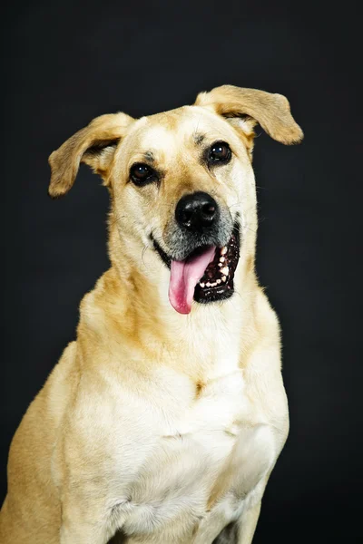金髪のラブラドル ・ レトリーバー犬 — ストック写真