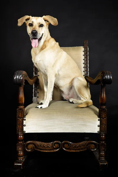 金发碧眼的拉布拉多犬 — 图库照片
