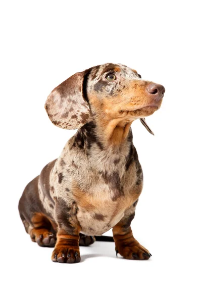 Little dachshund brown spotted. — Stock Photo, Image