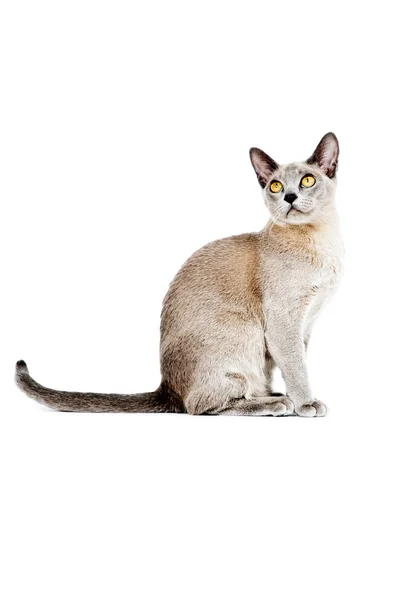 Burmai macska. — Stock Fotó