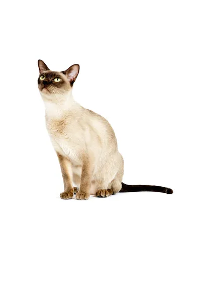 Burmese cat. — Stock Photo, Image