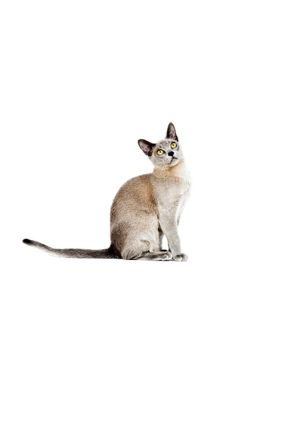Gato birmano. —  Fotos de Stock