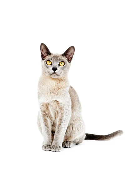 Бирманская кошка. — стоковое фото