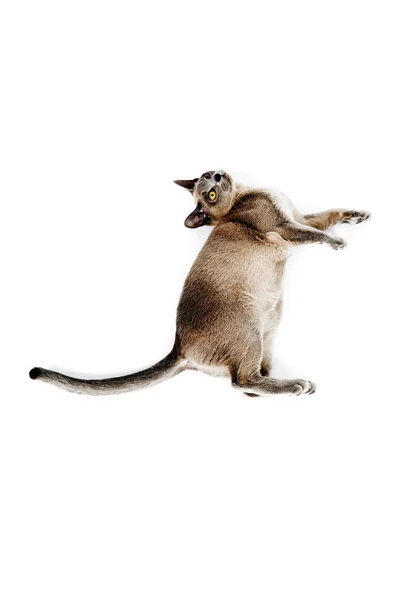 stock image Burmese cat.