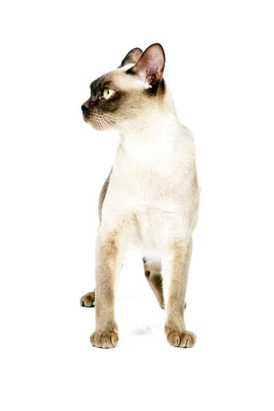 Gato birmanês. — Fotografia de Stock
