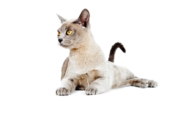 ビルマ猫. — ストック写真