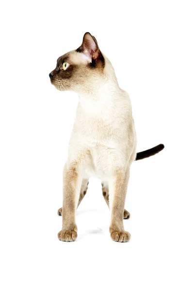 Kot birmański. — Zdjęcie stockowe