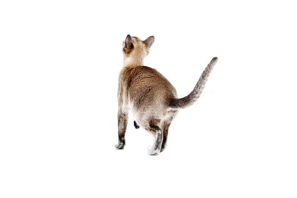 Бірманська кішка . — стокове фото