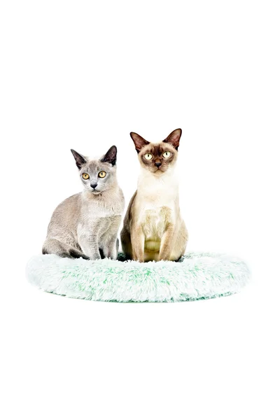 Dois gatos birmaneses . — Fotografia de Stock