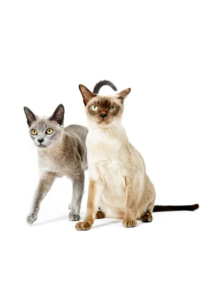 Дві кішки Бірманська . — стокове фото