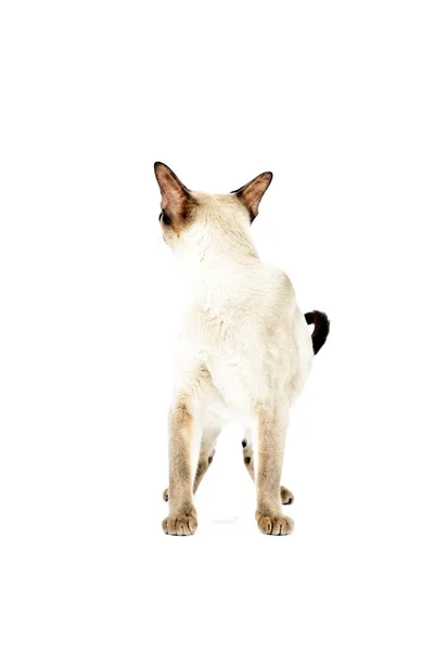 Burmese cat. — Stock Photo, Image