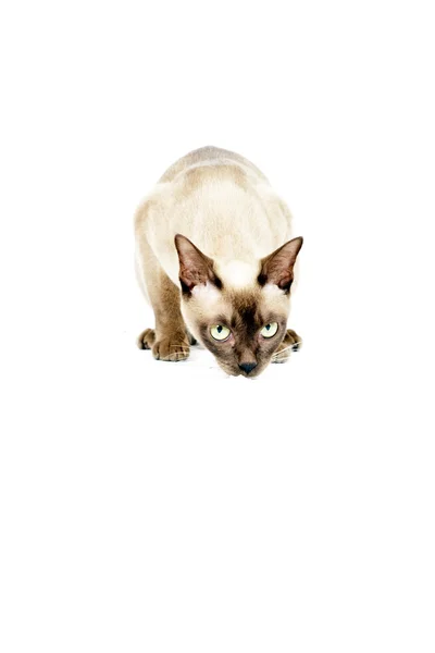 Burmesische Katze. — Stockfoto