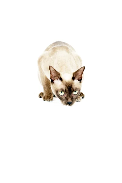 stock image Burmese cat.