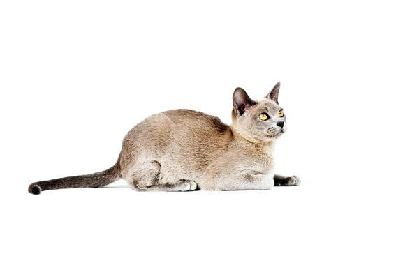 Kot birmański. — Zdjęcie stockowe