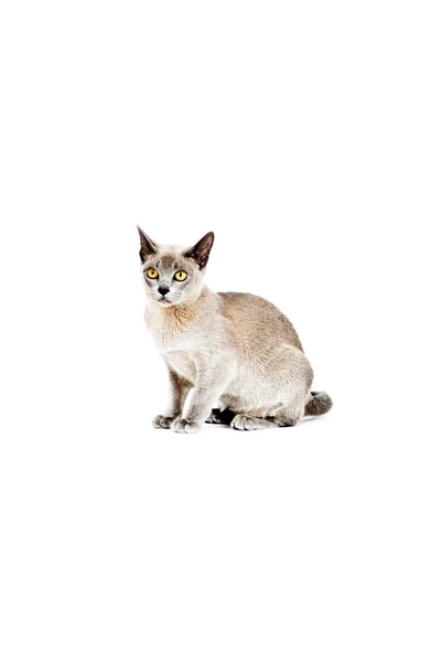 Gato birmanês. — Fotografia de Stock
