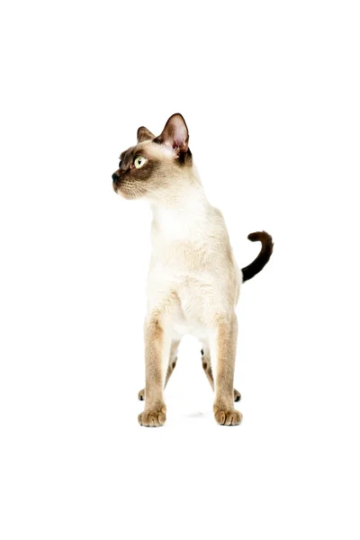 stock image Burmese cat.