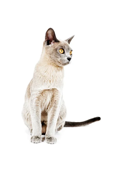 Бирманская кошка. — стоковое фото