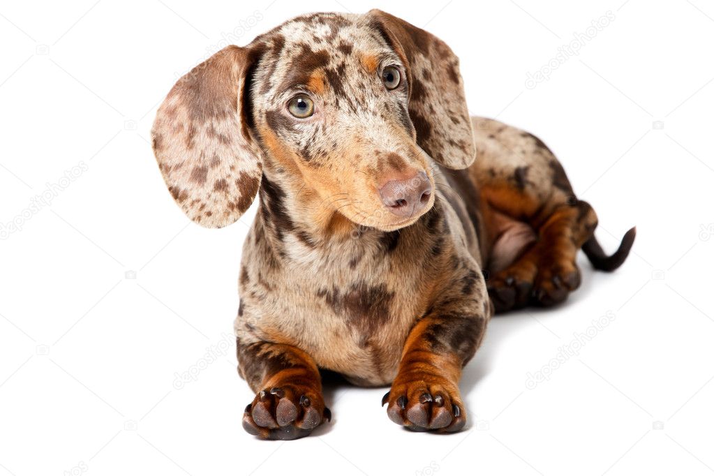 Little dachshund brown spotted. ⬇ Stock Photo, Image by