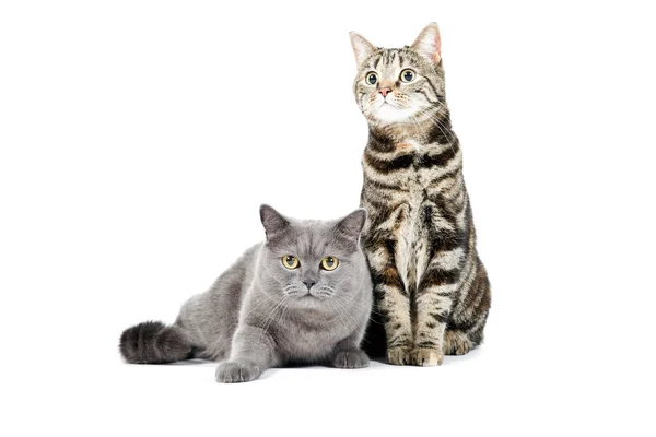 Zwei Katzen zusammen. — Stockfoto