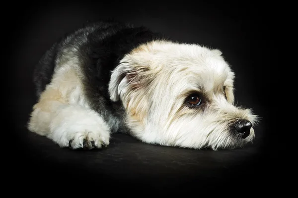 stock image White boomer dog.