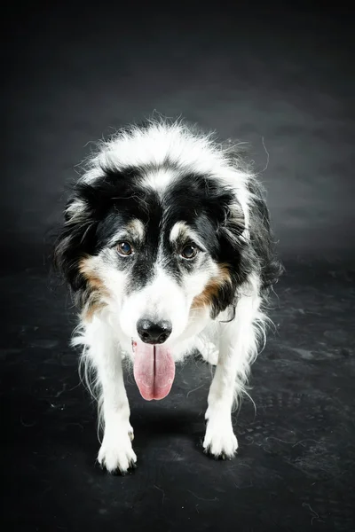 Old border collie dog — Stock Photo, Image