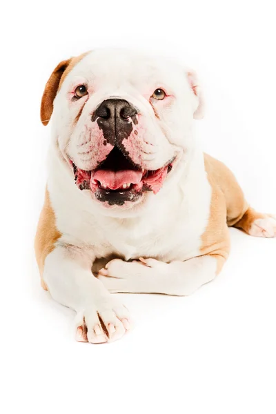 Bulldog isolerad på vit. — Stockfoto
