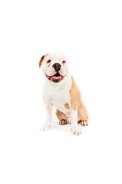 Bulldogge isoliert auf weiß. — Stockfoto