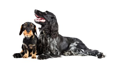 Dachshund ve munsterlander köpek.