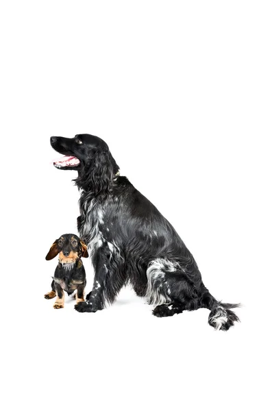 Dachshund and munsterlander dog. — Stock Photo, Image