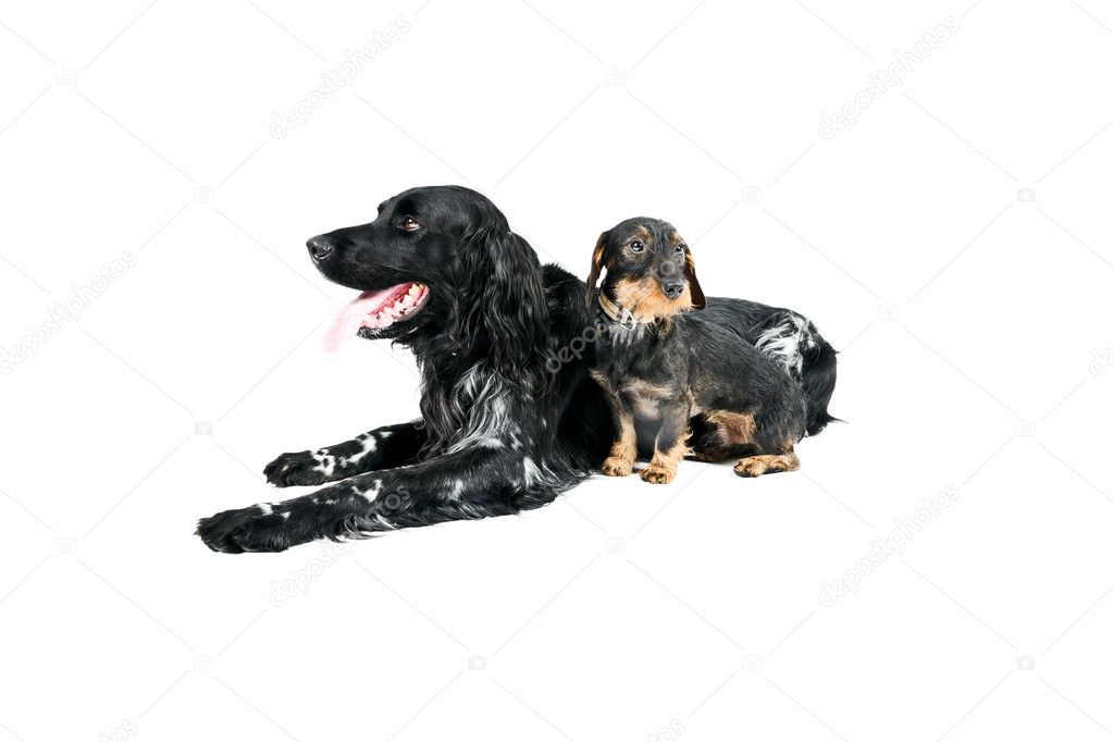 Dachshund and munsterlander dog.