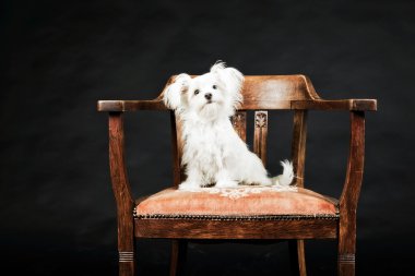 Genç Beyaz boomer köpek.