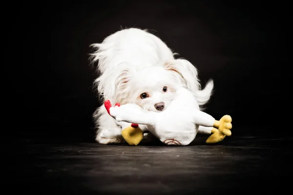Junger weißer Boomer-Hund. — Stockfoto