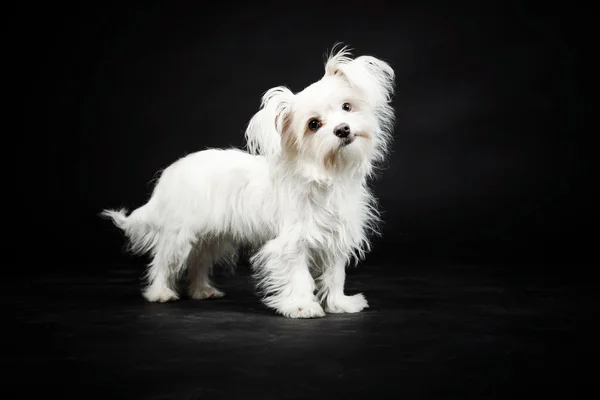 Fiatal fehér boomer kutya. — Stock Fotó