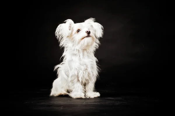 Joven boomer blanco perro . — Foto de Stock