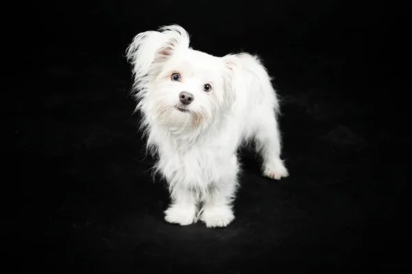 Jonge witte boomer hond. — Stockfoto
