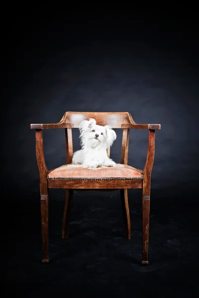 Jeune chien boomer blanc . — Photo