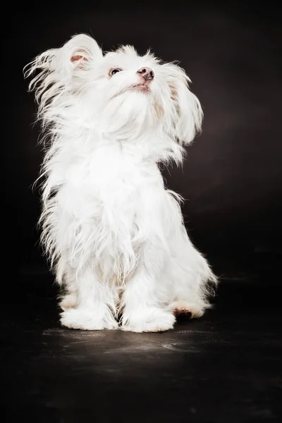 Fiatal fehér boomer kutya. — Stock Fotó