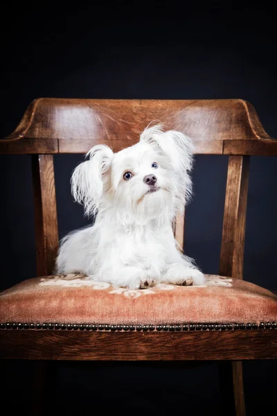Giovane cane boomer bianco . — Foto Stock